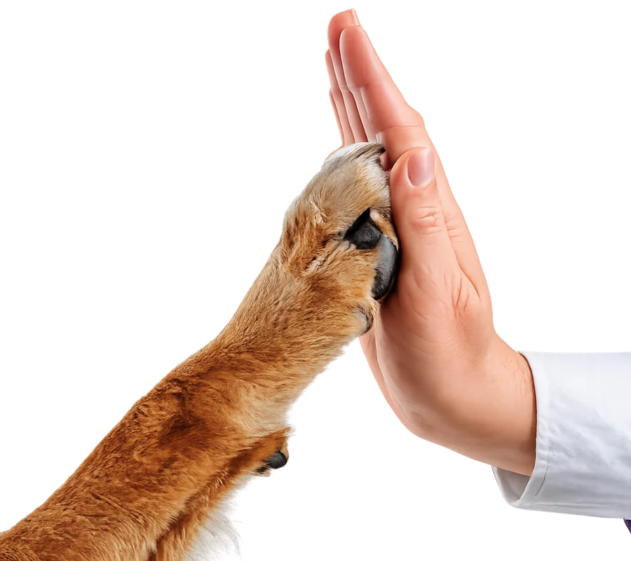Un perro apoyando la pata sobre la mano de una veterinaria